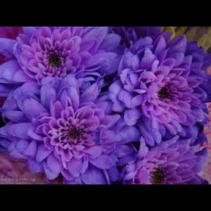 Meet your Posher, Tamar